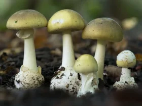 confie na IA para identificar cogumelos