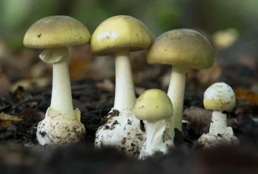 confie na IA para identificar cogumelos