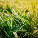 Quanto custa 1 litro de Roundup Original? Descubra o preço e as vantagens desse herbicida