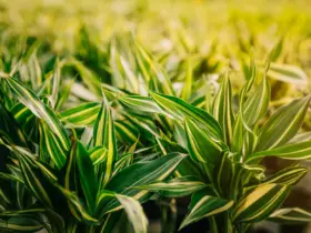 Quanto custa 1 litro de Roundup Original? Descubra o preço e as vantagens desse herbicida