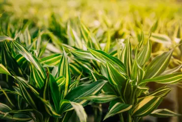 Quanto custa 1 litro de Roundup Original? Descubra o preço e as vantagens desse herbicida