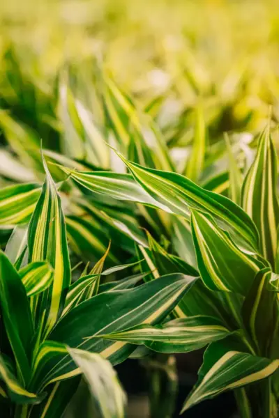 Quanto custa 1 litro de Roundup Original? Descubra o preço e as vantagens desse herbicida