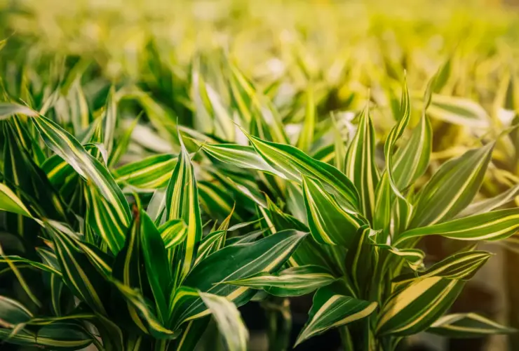 Quanto custa 1 litro de Roundup Original? Descubra o preço e as vantagens desse herbicida