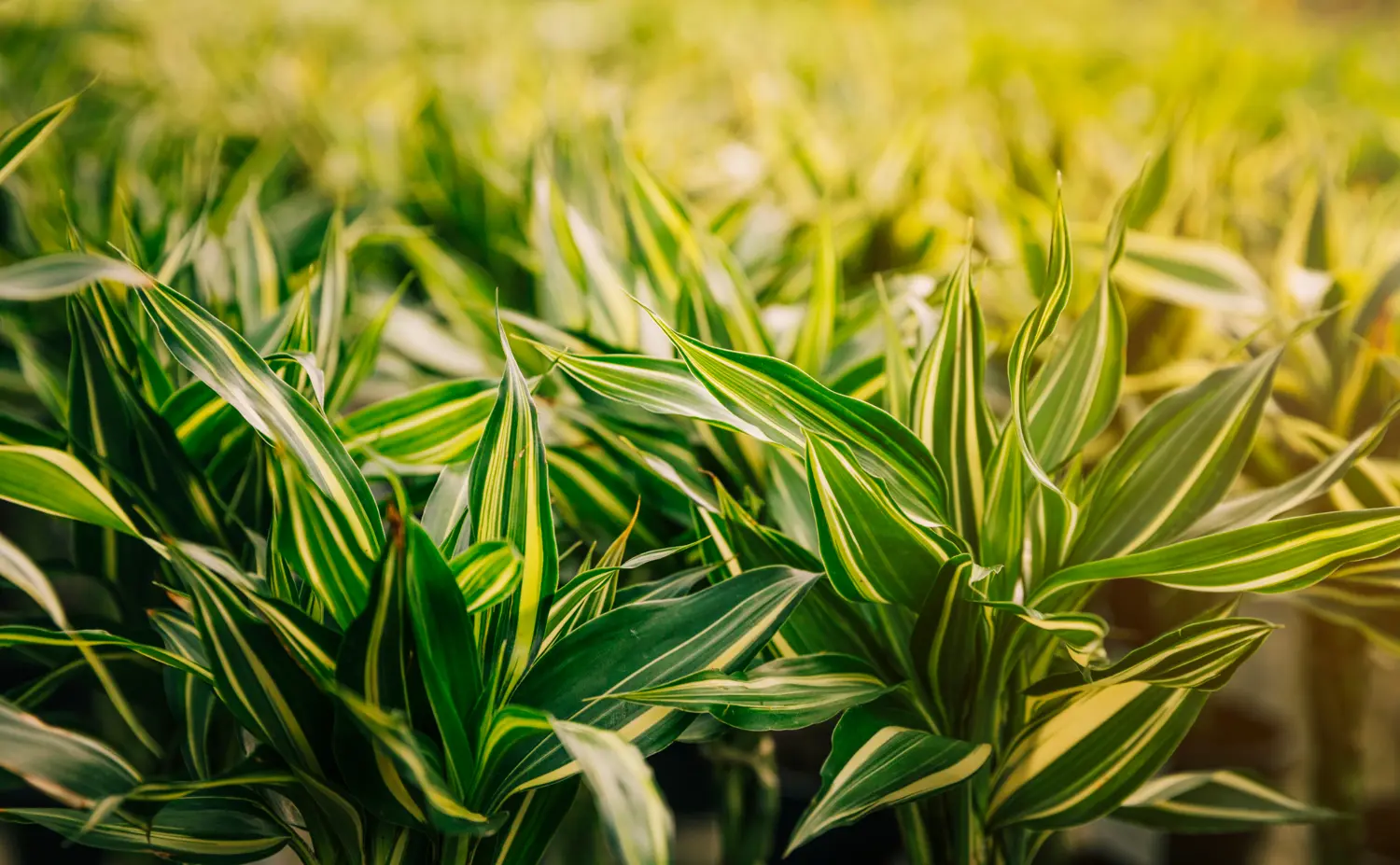Quanto custa 1 litro de Roundup Original? Descubra o preço e as vantagens desse herbicida